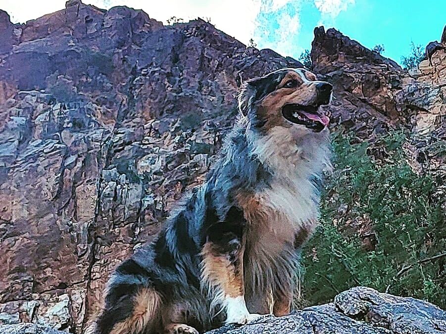 Winsome Australian Shepherds